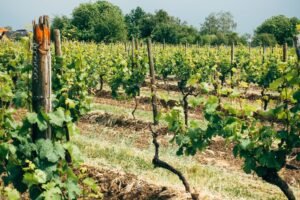 Tabak im Garten: Was Hobbygärtner 2026 wissen müssen